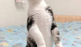 可爱的猫咪吃瓜,萌态十足引网友爆笑