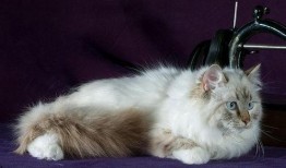 法国猫舍吃瓜,揭秘猫咪界的“吃瓜群众”