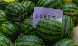 吃瓜学府,揭秘校园里的“瓜田”趣事