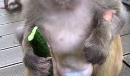 猴子吃瓜照视频,欢乐瞬间捕捉