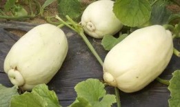 合肥小老头吃瓜,瓜界风云录