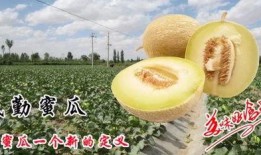 吃蜜瓜回忆,一段甜蜜的童年记忆