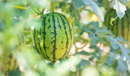 吃经瓜好处,吃西瓜的五大益处揭秘