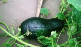 柯冉吃瓜合集,揭秘娱乐圈幕后故事