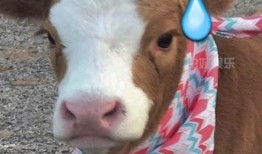 抖音图文吃瓜,揭秘娱乐圈幕后故事