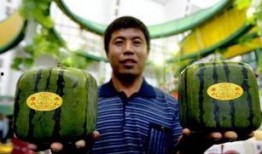 泾河新城吃瓜群众,吃瓜群众热议，揭秘新城生活百态