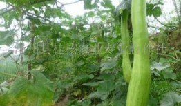 砍瓜就这样吃,探索独特美味的新吃法