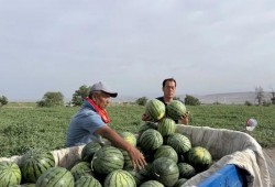 广东天天吃瓜,瓜果飘香，生活多姿多彩