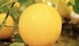 最新吃瓜事件安徽,揭秘背后惊人真相