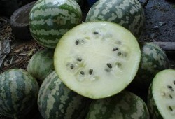 小囊瓜怎么吃,探索美味与营养的完美结合