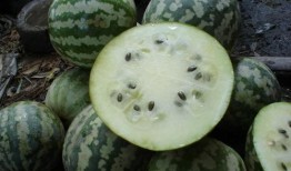 小囊瓜怎么吃,探索美味与营养的完美结合