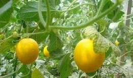 吃伊丽莎白瓜去火么,吃伊丽莎白瓜去火养生之道