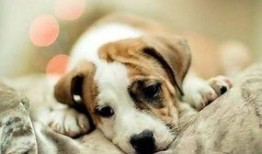 吃瓜小白狗图片大全,小白狗吃瓜图片大盘点