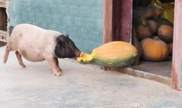 什么瓜给猪吃,揭秘“什么瓜给猪吃”的奥秘