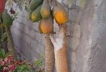 一诺吃瓜被发现,揭秘娱乐圈背后的真相