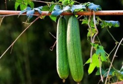 夏季吃三瓜都哪三瓜好吃,西瓜、黄瓜、苦瓜，美味解渴又养生