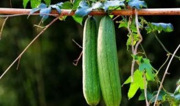 夏季吃三瓜都哪三瓜好吃,西瓜、黄瓜、苦瓜，美味解渴又养生