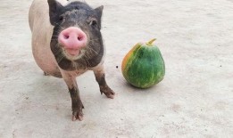 什么瓜给猪吃,揭秘“什么瓜给猪吃”的奥秘