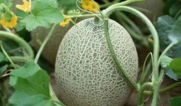 梦见在老家摘瓜吃瓜,瓜香四溢的摘瓜记忆