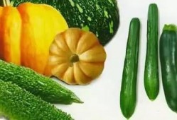 明代吃瓜现场,一场盛大的吃瓜盛宴