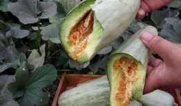 怎么吃石缝瓜好吃,解锁最佳食用秘诀