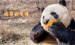 带你吃瓜 大熊猫,揭秘“吃瓜”萌宝的日常生活