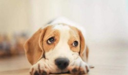 吃瓜小白狗图片大全,小白狗吃瓜图片大盘点