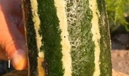 瓜熟了还可以吃,探索成熟瓜果的独特风味