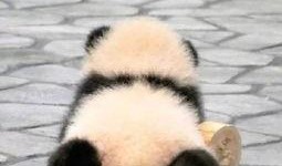 熊猫一二吃瓜头像,揭秘网络红人背后的故事