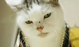 不醒喵吃瓜,揭秘娱乐圈那些鲜为人知的幕后故事