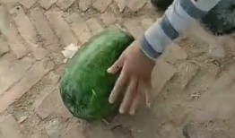 吃瓜专属歌曲,跟随吃瓜专属歌曲，畅游欢乐瓜界