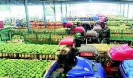 青岛吃瓜站,揭秘青岛美食圈的热辣新鲜事