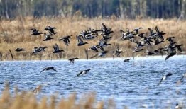 洪泽湖吃瓜,探寻吃瓜文化的魅力