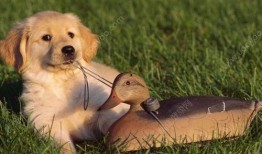 狗可以吃拉瓜吗,拉瓜是否适合宠物犬食用？