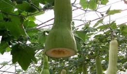 砍瓜能否凉干吃,夏日消暑新选择