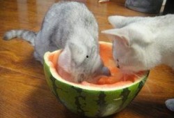 不醒喵吃瓜,揭秘娱乐圈那些鲜为人知的幕后故事