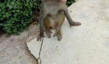 猴子吃瓜照视频,欢乐瞬间捕捉