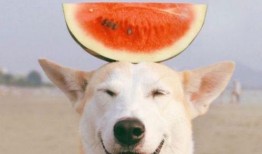 吃瓜小白狗图片大全,小白狗吃瓜图片大盘点