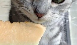 6个猫在吃瓜,共享夏日清凉时光