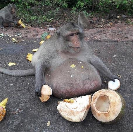 猴子吃瓜照视频,欢乐瞬间捕捉