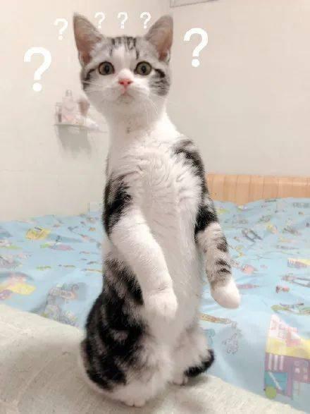 可爱的猫咪吃瓜,萌态十足引网友爆笑