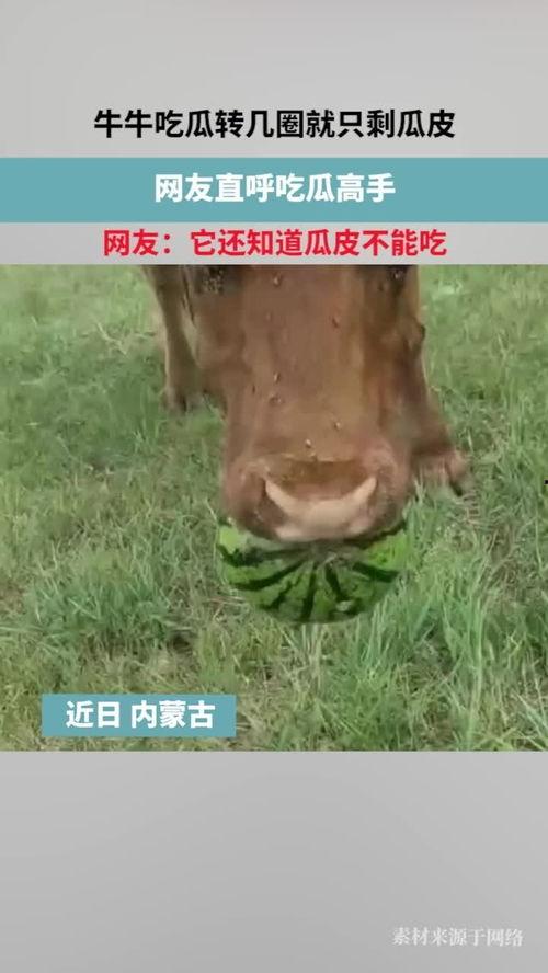 牛牛吃瓜网,揭秘娱乐圈幕后故事，带你走进明星真实生活
